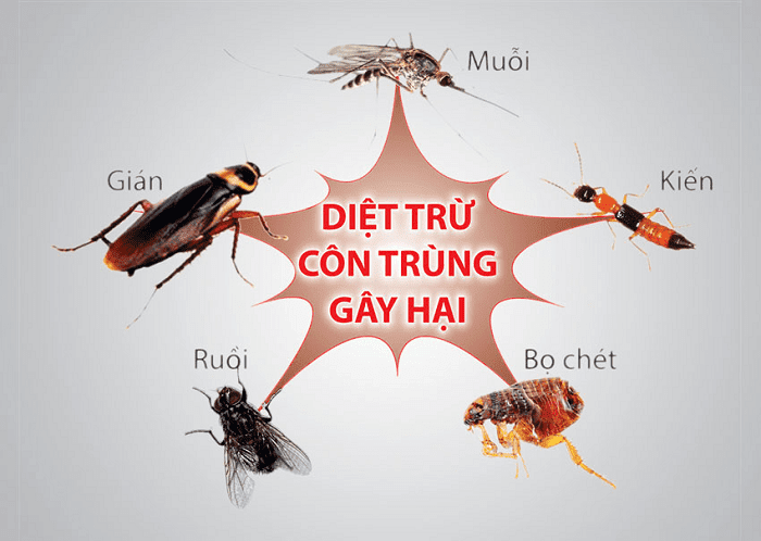 Dịch vụ phun thuốc diệt côn trùng