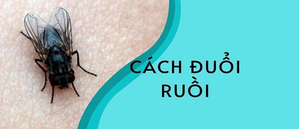 Dịch vụ diệt ruồi triệt để tại nhà tại Vạn Yên