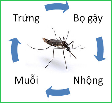 Muỗi trải qua 4 giai đoạn trong vòng đời