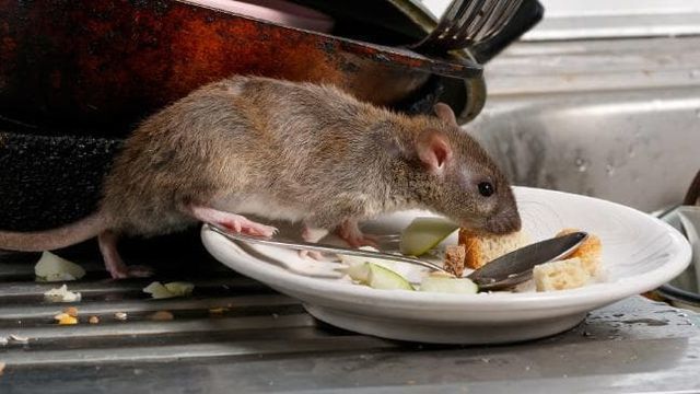 Tác hại của loài chuột