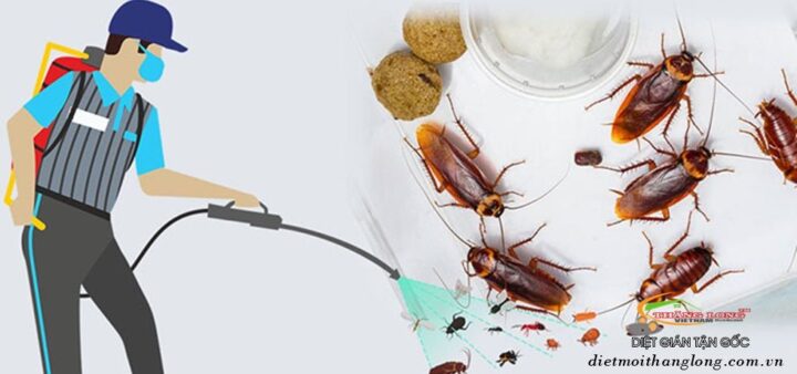 Dịch vụ diệt gián giá rẻ tại Hà nội