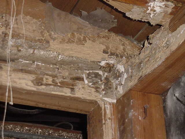 Mối phá hoại tài sản- cần diệt mối tại nhà hiệu quả