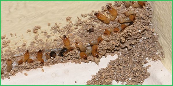 diệt mối gía rẻ tại Long Biên